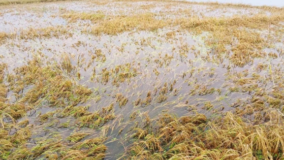 তাড়াইলে ৪ হাজার ৬৪৪ জন কৃষকের স্বপ্ন পানির নিচে